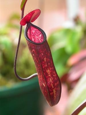 Pitcher-Plant-Public-Domain-0114a